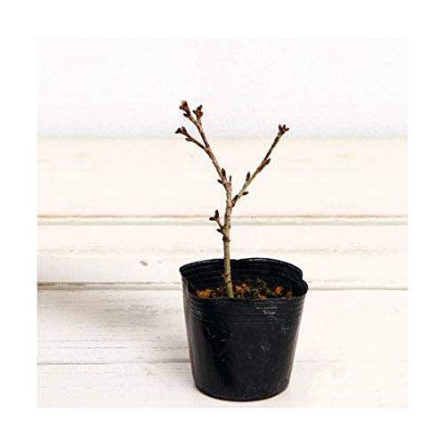 Amazon.co.jp: （山野草）盆栽 サクラ（桜） 御殿場桜 3号 樹高